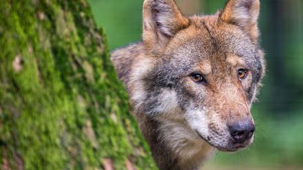 Bayern, Poing: Ein Wolf schaut in einem Wildpark hinter einem Baum hervor. 