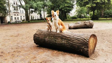 Auf einem Hundeauslaufplatz in Friedrichshain wird es für die Tiere gefährlich."