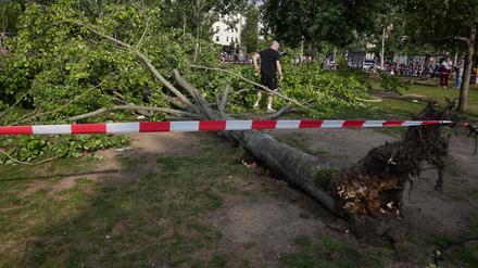 02.06.2024, Berlin: Ein umgestürzter Baum liegt im Mauerpark. Am späten Nachmittag fiel der Baum auf darunter sitzende Menschen. Drei davon wurden verletzt. Die Ursache ist noch nicht bekannt. Foto: Jörg Carstensen/dpa +++ dpa-Bildfunk +++