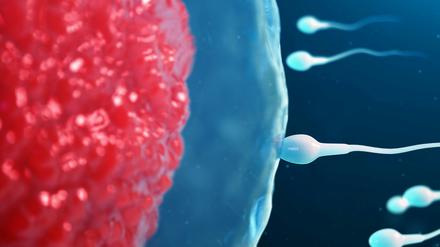 Das Spermium kann den Stoffwechsel der befruchteten Eizelle beeinflussen.