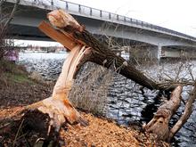 Baum an der Humboldtbrücke gefällt: Biber sind wieder in Potsdams Parks aktiv