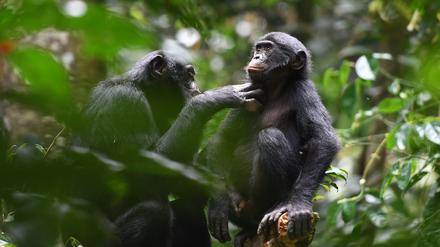 Ein Bonobo-Weibchen der einen Gruppe pflegt das Fell eines Männchens aus einer anderen.