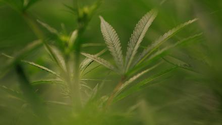 Eine Cannabispflanze. (Symbolbild)