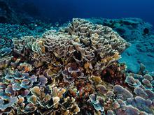 Wo die Korallen noch nicht sterben: Teile des Great Barrier Reefs sind vor Hitzewellen geschützt
