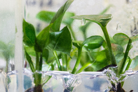 Genveränderte Zimmerpflanze filtert Schadstoffe aus der Luft