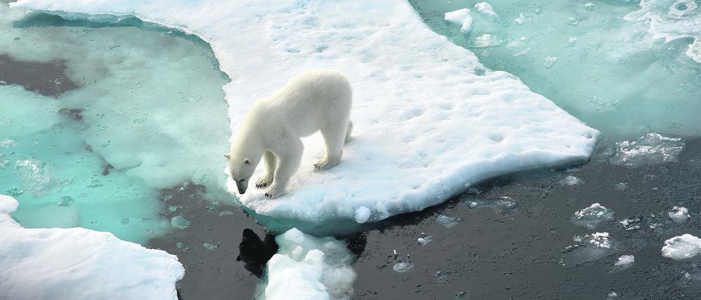 Ein Eisbär im Nordpolarmeer auf eine Eisscholle. (Symbolbild)