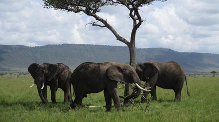 Archivbild von 2017, Kenia, Nairobi: Der Afrikanische Elefant ist das größte Landsäugetier auf der Erde. 
