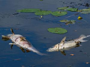 Wieder treiben tote Fische an der Wasseroberfläche in einem Nebenarm des deutsch-polnischen Grenzflusses Oder