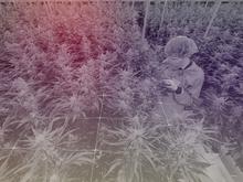 Cannabis-Legalisierung : Wird dadurch der Schwarzmarkt eingedämmt?