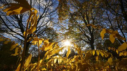 Die Sonne strahlt durch herbstlich gefärbten Blätter von Pflanzen und Bäumen im Park Planten un Blomen in Hamburg (Archivbild). 