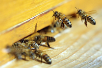 Honigbienen fliegen einen Bienenstock an und bringen die FrÃ¼hjahrstracht ein.