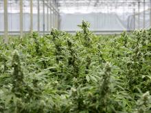 Sechs Männer in Haft: Illegale Cannabisplantage in Bochum entdeckt