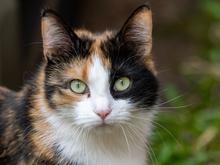 325.000 Euro Schaden: Katze flutet vermutlich Rathaus in Niederlanden