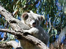 Kampf gegen das Artensterben: Australien plant einen riesigen Koala-Nationalpark