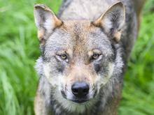 Auch Vogel will Wolf an den Pelz: Brandenburgs Umweltminister begrüßt Initiative für leichteren Abschuss von Wölfen