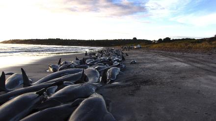 Massensterben in Australien - 200 Wale und Delfine gestrandet