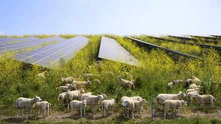 Schafe weiden neben Solarpark / Solarzellen.
Sheep grazing mustard plants at solar farm, Geldermalsen, Gelderland, Netherlands