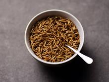 Insektenkongress in Potsdam: „Getrocknete Mehlwürmer schmecken etwas nussig“