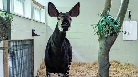 Ein Okapi steht im Tierpark Berlin.