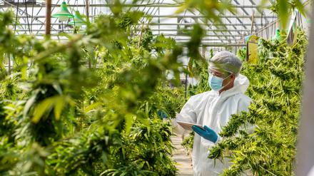 Laut Gesetzentwurf der Bundesregierung soll medizinisches Cannabis aus dem Betäubungsmittelgesetz herausgenommen werden.