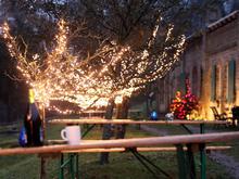 Holländische Weihnachten und Advent zwischen Reben: Der Königliche Weinberg öffnet zur Weinnacht