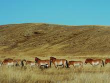 Der weite Weg zurück in die Steppe: Przewalski-Pferde werden in Kasachstan ausgewildert