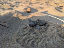 „Zum ersten Mal so früh“: Meeresschildkröten legen Eier auffällig früh ab