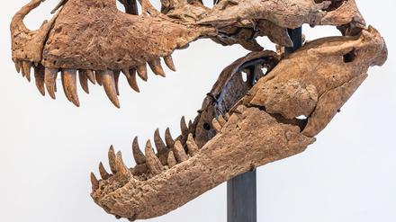 Der Schädel eines Tyrannosaurus rex ist für rund sechs Millionen Dollar (etwa 5,7 Millionen Euro) versteigert worden.