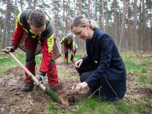 Traubeneichen, Winterlinden, Vogelkirschen: Mehr als eine halbe Million Bäume für klimaresistenten Wald in Berlin gepflanzt