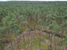 Geplante Pflanzungen stehen auf der Kippe: Umweltverwaltung stellt Nutzen von Berliner Mischwaldprogramm infrage
