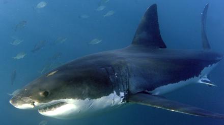 Die meisten der weltweit zehn Todesfälle durch Haiangriffe im Jahr 2023 wurden von Weißen Haien verursacht.