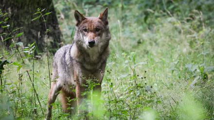 Eine ausgewachsener weiblicher Wolf steht in seinem Gehege im Tierpark Eekholt in Schleswig-Holstein.