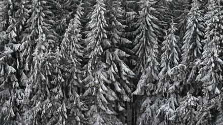 Winterliche Idylle: Ein Nadelwald im bayerischen Bernbeuren.