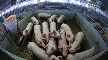 Junge Mastschweine in einem Stall in einem Betrieb in Mecklenburg-Vorpommern