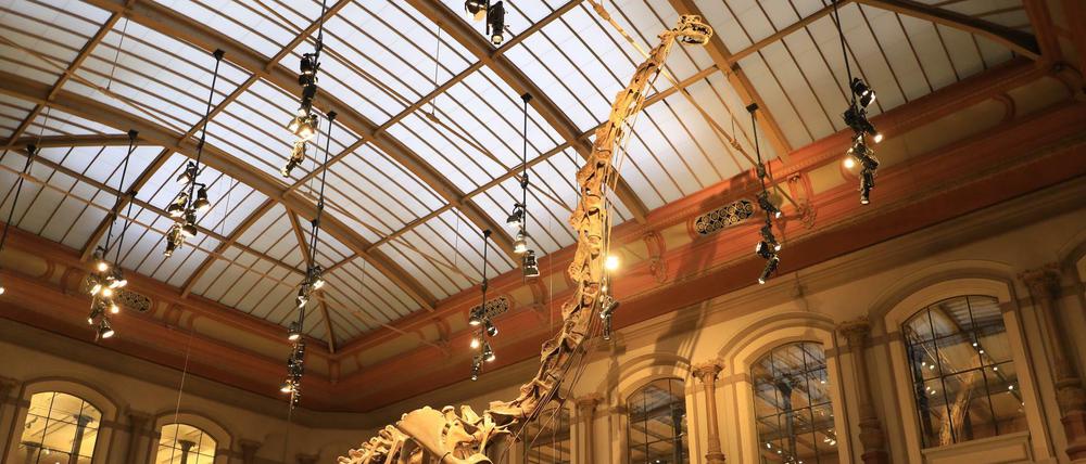 Der Brachiosaurus ist 150 Millionen Jahre alt und steht seit 1937 im Lichthof des Berliner Museums für Naturkunde.