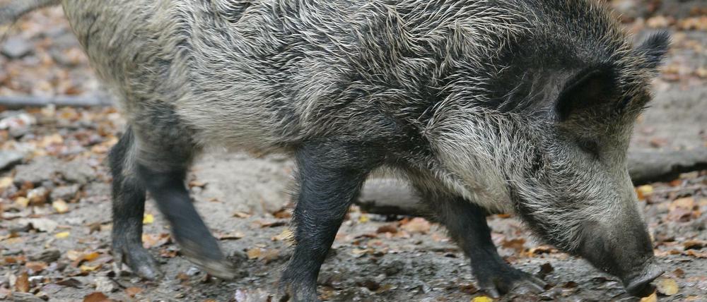 Die Folgen von Tschernobyl. Mehr als 30 Jahre nach der Atomkatastrophe sind noch immer viele Wildschweine in Tschechien radioaktiv verseucht.