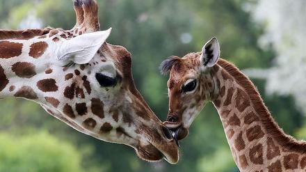 Die neun Tage alte Giraffe Bine schmust im Berliner Tierpark Friedrichsfelde mit ihrer Giraffen-Tante Andrea. Das Giraffenkind war am 30. April während der Besuchszeit auf der Freifläche unter den Augen zahlreicher Besucher geboren worden.