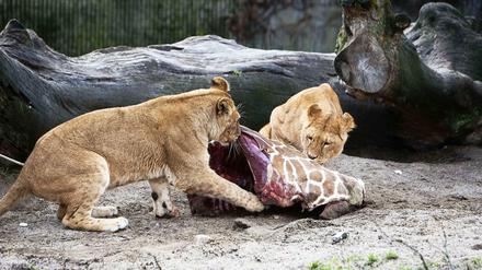 Löwen fressen im Kopenhagener Zoo den Giraffenbullen Marius. 