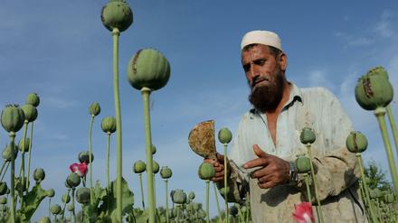 Die hohen Opiumpreise machen den Schlafmohnanbau für die Bauern am Hindukusch attraktiv. 
