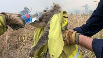 Feuerwehrleute von Fire and Rescue NSW versorgen einen geretteten Koala in Jacky Bulbin Flat, New South Wales am 21. November 2019.