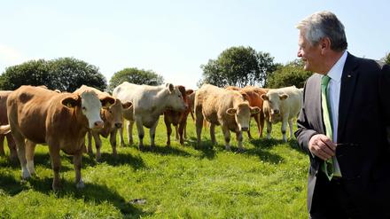 Bundespräsident Joachim Gauck besucht im Rahmen seines dreitägigen Staatsbesuchs am 15.07.2015 in Ballyvaugha in Irland die Droney Rinder- und Schaffarm. Aber Irland hat nicht nur Kühe. Die Wirtschaft wächst rasant.