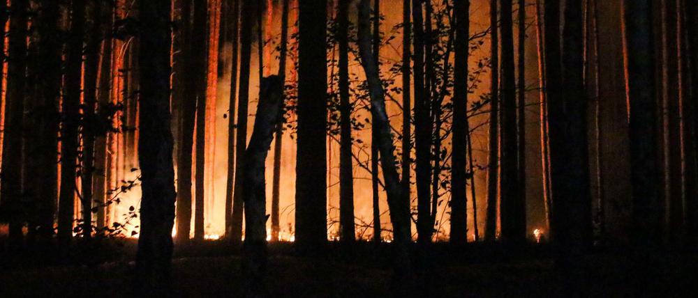 Brandenburg, Potsdam/Fichtenwalde: Brand in einem Waldgebiet in der Nähe des Autobahndreiecks Potsdam im Juli 2018.