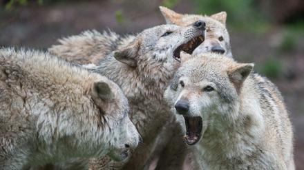 Laut einer Meldung des Bundesamtes für Naturschutz vom November 2018 ist in Deutschland aktuell die Existenz von 73 Wolfsrudeln bekannt.