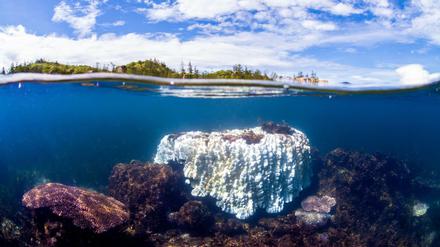 Über- und Unterwasseraufnahme einer etwa zwei Meter großen gebleichten Porites-Koralle am Great Barrier Reef. Eine gesunde Koralle wäre farbenfroh.