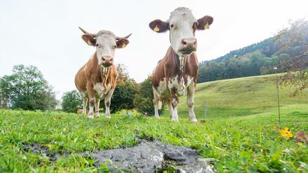 Die Viehwirtschaft soll in den Emissionshandel einbezogen werden, fordern Klimapolitiker.