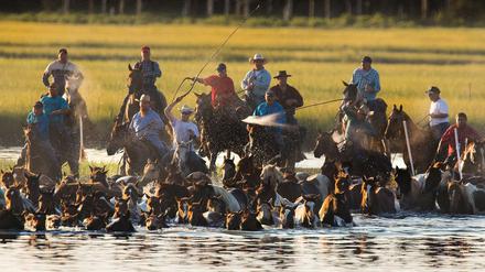 Salzwasser-Cowboys treiben junge, wild lebende Hengste von der Atlantikinsel Assateague zur Versteigerung.