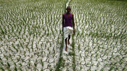 Ein Bauer in einem verdorrten Reisfeld im indischen Bundesstaat Assam.