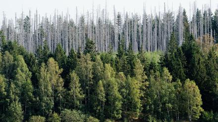 Zwei Prozent Zins gegen Waldschäden?