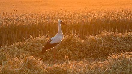 Der Storch steht in einem Brandenburger Triticale-Feld. Triticale ist eine Kreuzung aus Weizen und Roggen, die der Ökolandbau interessant findet. 