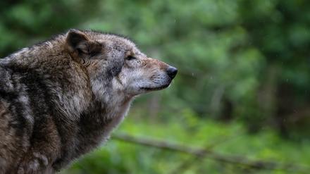 Ein Europäischer Grauwolf in einem Gehege vom Wolfcenter Dörverden (Archivbild).